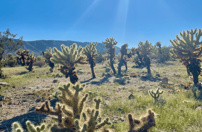 Joshua Tree National park in California